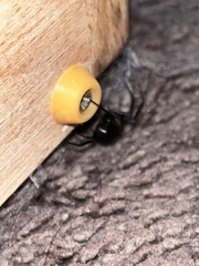 Steatoda grossa