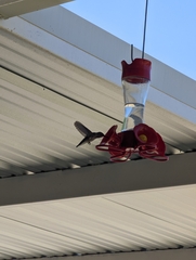 Archilochus colubris