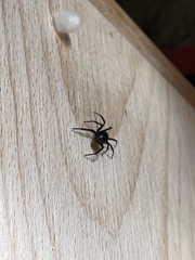 Steatoda grossa