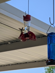 Archilochus colubris