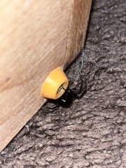 Steatoda grossa