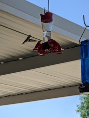 Archilochus colubris