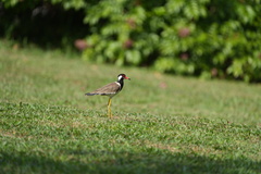 Vanellus indicus