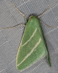 Synchlora bistriaria