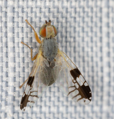 Tephritidae
