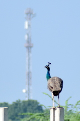Pavo cristatus