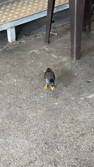 Acridotheres javanicus