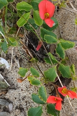 Kennedia prostrata