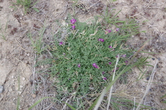 Astragalus argophyllus