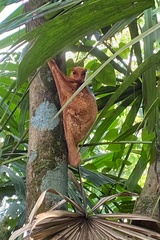 Galeopterus variegatus