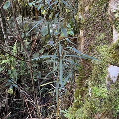 Nestegis cunninghamii