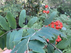 Sorbus aucuparia