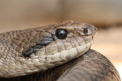 Elaphe quatuorlineata