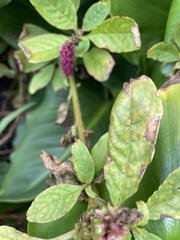 Amaranthus viridis