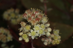 Hylotelephium maximum