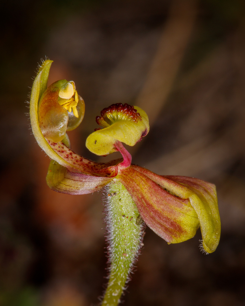 Caladenia bryceana