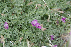 Astragalus argophyllus