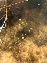 Hydrocharis morsus-ranae