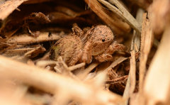 Habronattus texanus