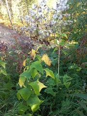 Parasenecio hastatus