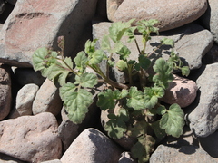 Phacelia scariosa