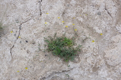 Potentilla basaltica