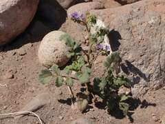 Phacelia scariosa