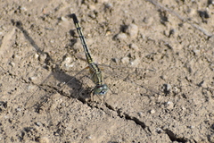 Diplacodes trivialis