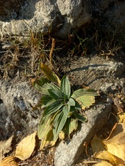 Plantago depressa