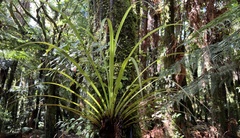 Astelia microsperma