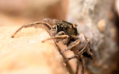 Habronattus borealis