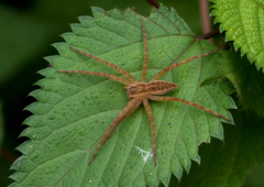 Nilus