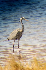 Ardea cinerea cinerea
