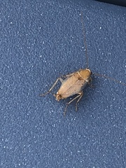 Planuncus tingitanus