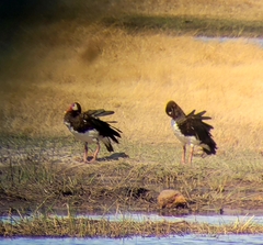 Plectropterus gambensis