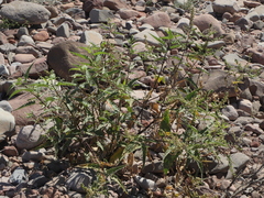 Ambrosia ambrosioides