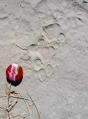 Panthera pardus pardus