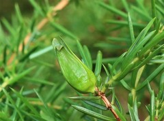 Oligotrophus juniperinus