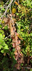 Berberis vulgaris