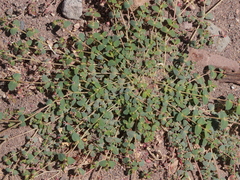 Euphorbia polycarpa polycarpa