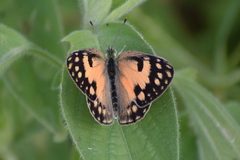 Colotis amata