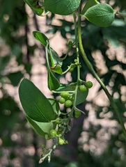 Celtis reticulata