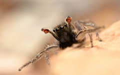 Habronattus borealis