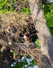 Haliaeetus vocifer
