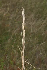 Turritis glabra
