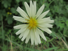 Lactuca indica