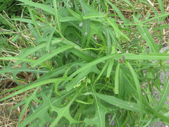 Lactuca indica