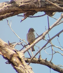 Gymnoris superciliaris