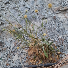 Cephalaria coriacea