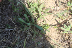 Gorteria piloselloides